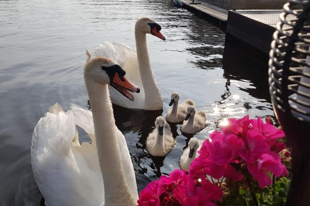 Out Of Amsterdam, River Apartment Close To City Broek in Waterland Dış mekan fotoğraf
